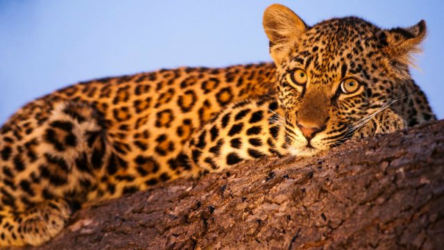 leopard normal