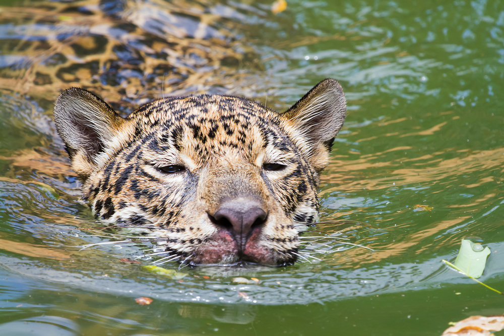 leopard swimming