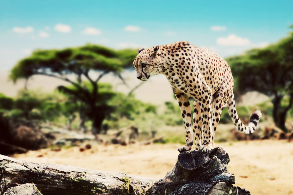maasai cheetah