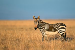 mountain zebra national park