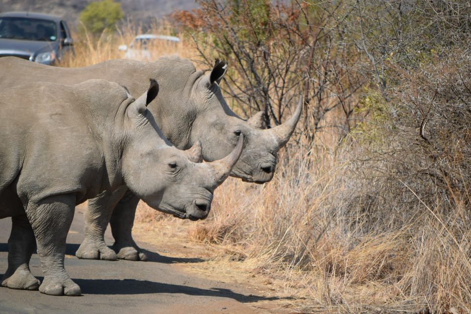 rhino pilanesberg