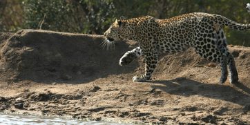 sabi sand leopard