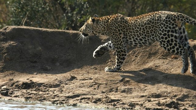 sabi sand leopard