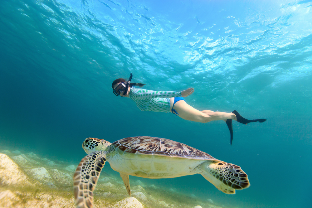 snorkeling sea turtle
