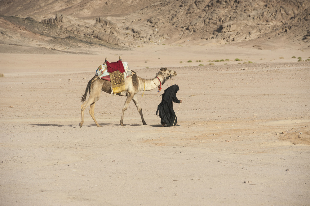bedouin woman with camel egypt