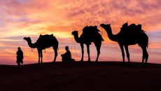 camel desert normal