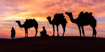 camel desert normal
