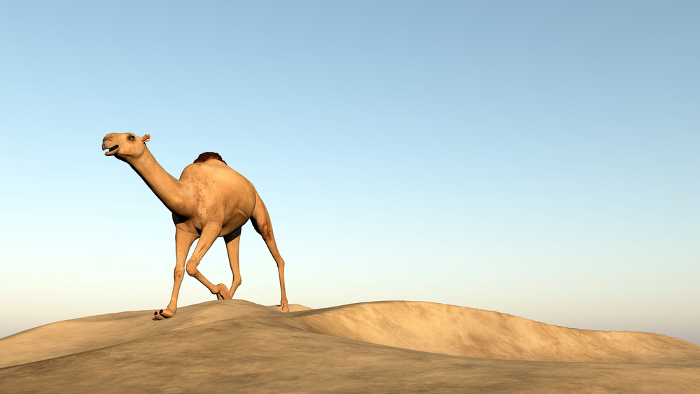 camel running