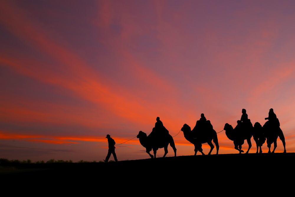 camels in sunset