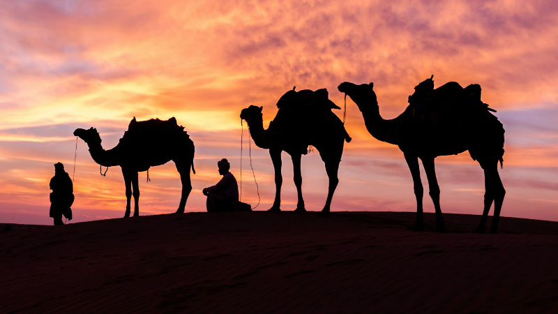 camels normal