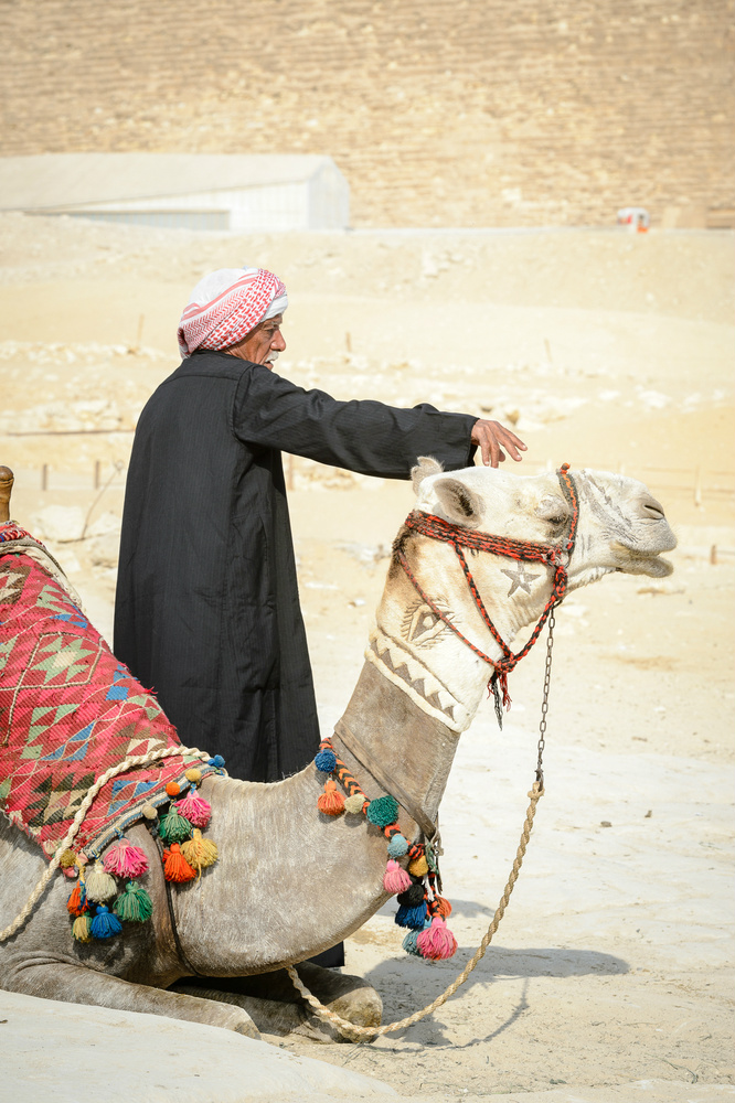 egypt camel and man