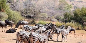 zebra crossing