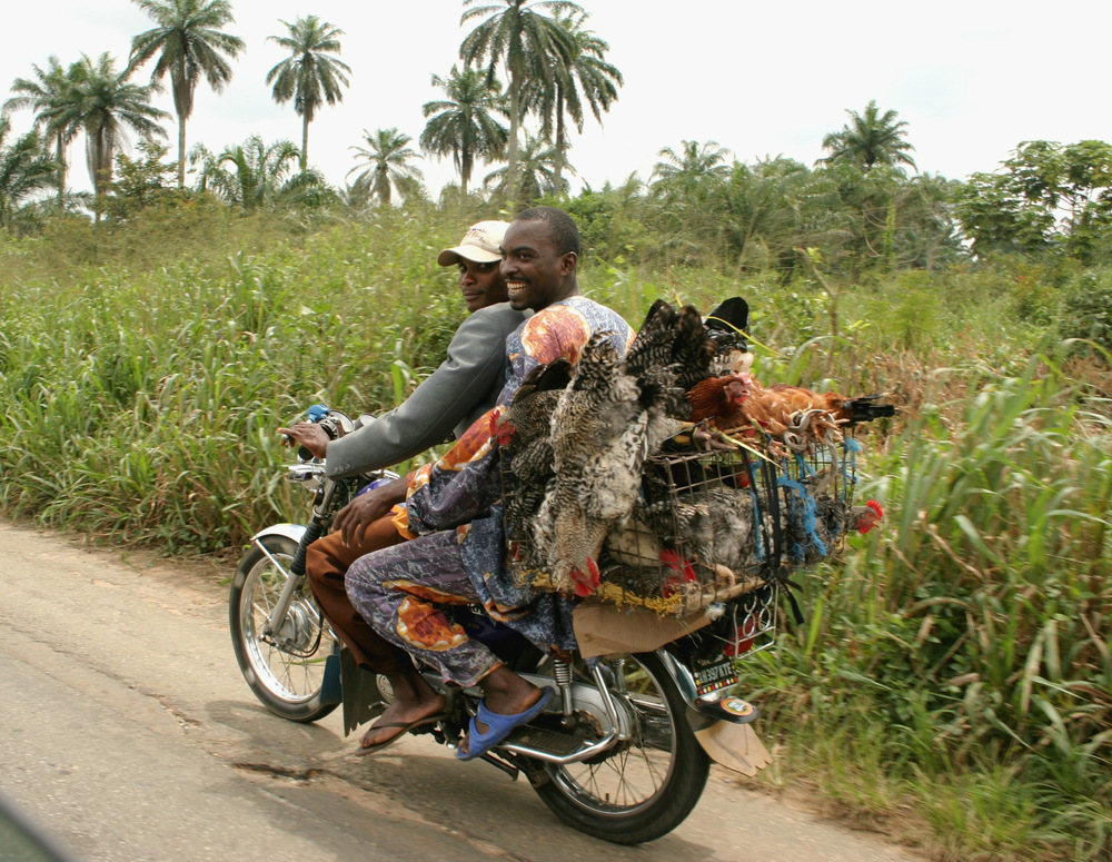 nigeria carrying chickens