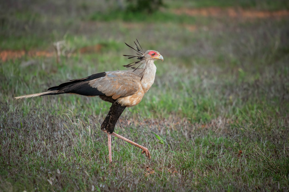 serengeti secretary bird