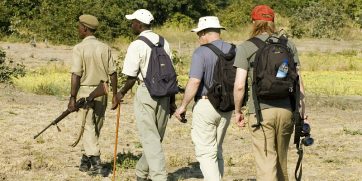 walking safari south luangwa