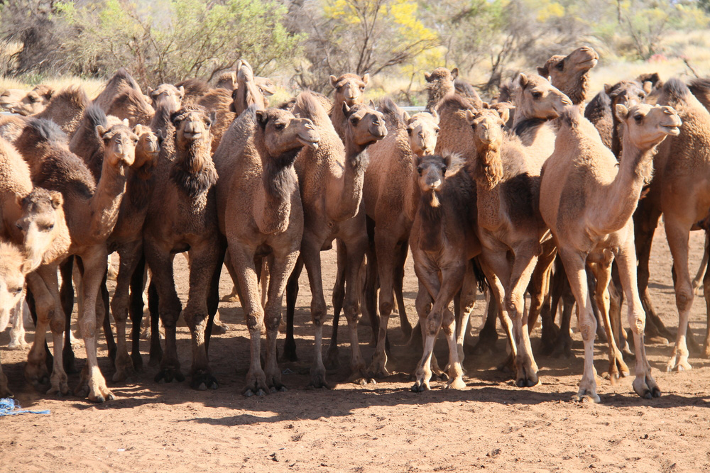 camels on a farm