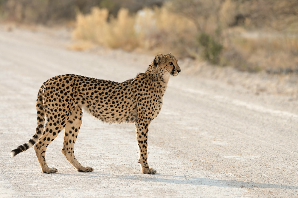 cheetah etosha