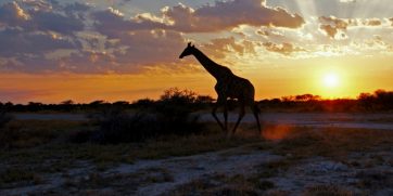 giraffe etosha normal