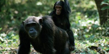 mahale chimps