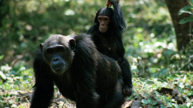mahale chimps