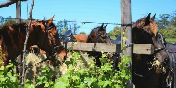 plettenberg horse