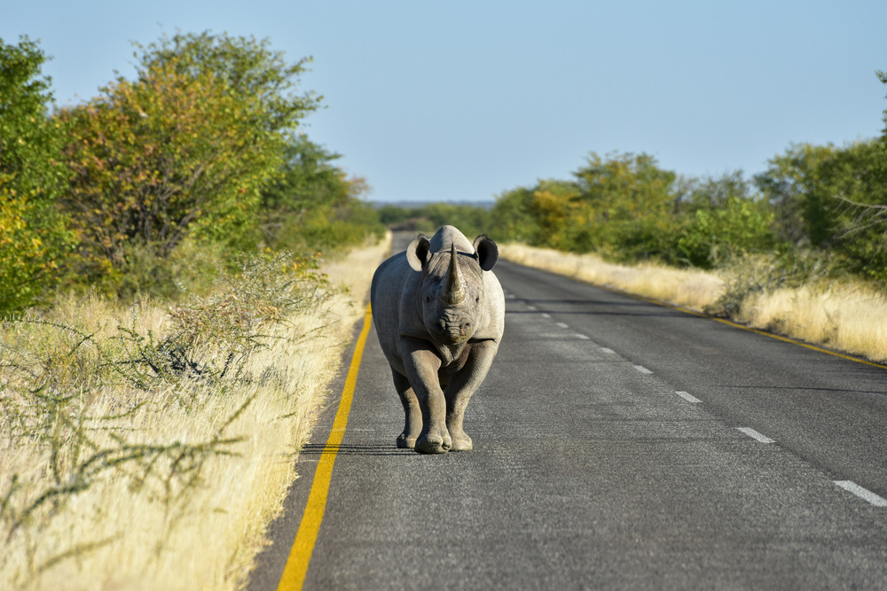 rhino road etosha