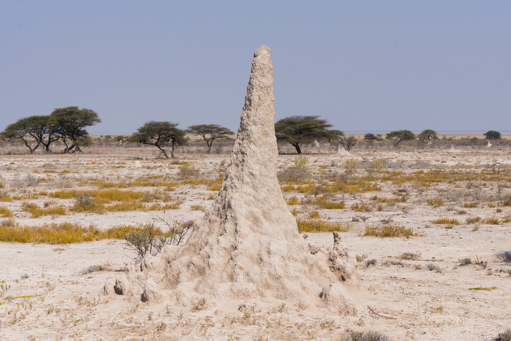 termite hill sand etosha