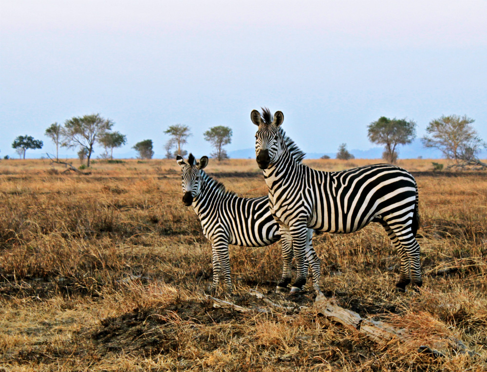 zebra in mikumi