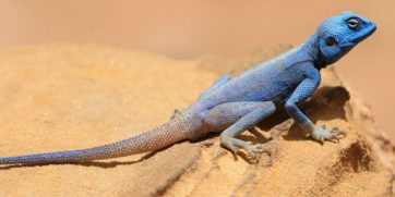 blue sinai agama lizard