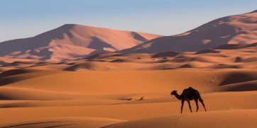 camel sahara