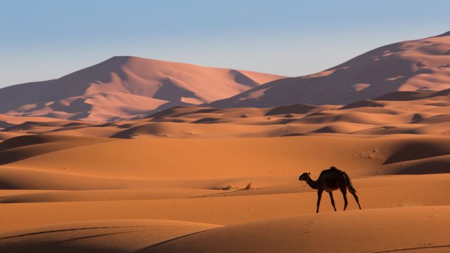 camel sahara