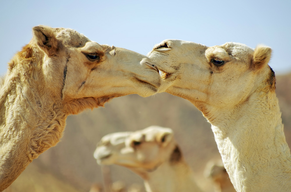 kissing camels