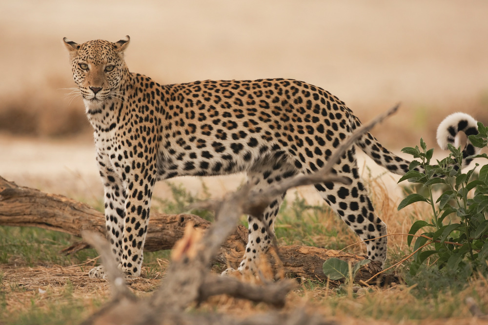 leopard in kalahari