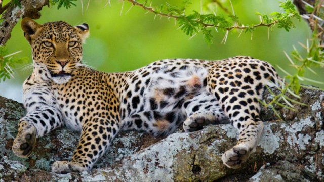 leopard in tree serengeti normal