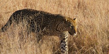 madikwe leopard