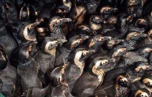 oiled african penguins