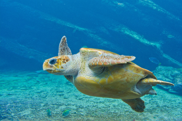 turtle ushaka marine world durban