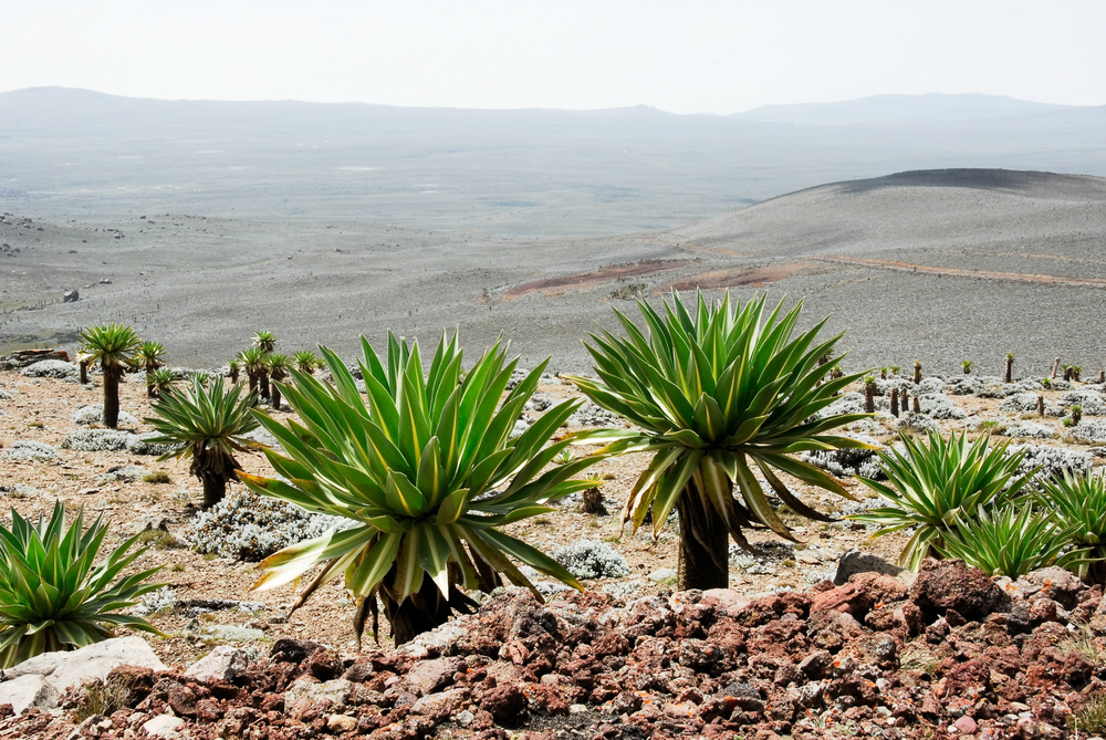 bale mountains national park 