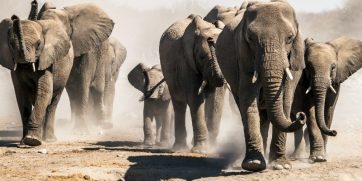 elephant herd etosha