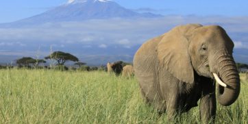 elephant kilimanjaro