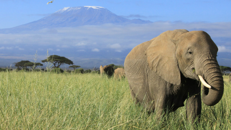 elephant kilimanjaro