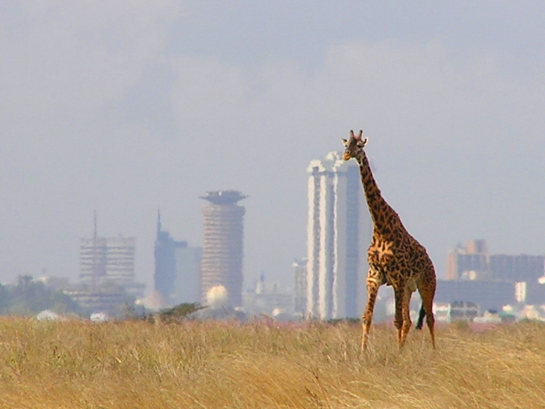 giraffe nairobi skyline