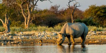 klein namutoni waterhole etosha