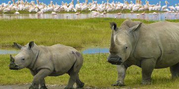 rhino walking with birds