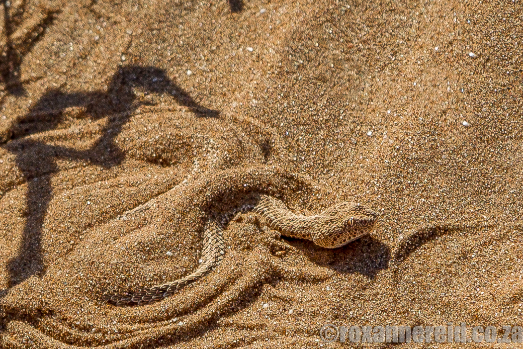 The Living Desert: 10 Small, Miraculous Critters Of The Namib | AFKTravel