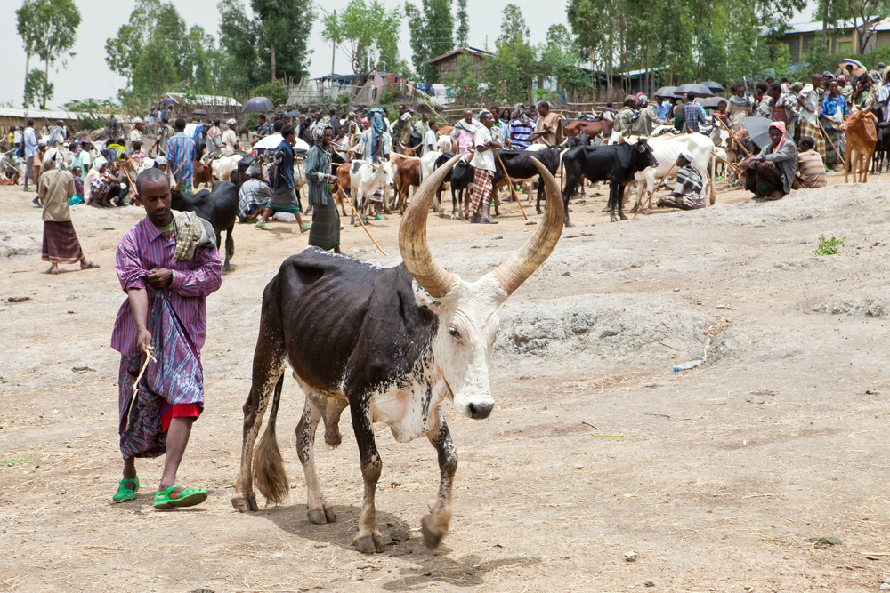 bati market cattle oromo