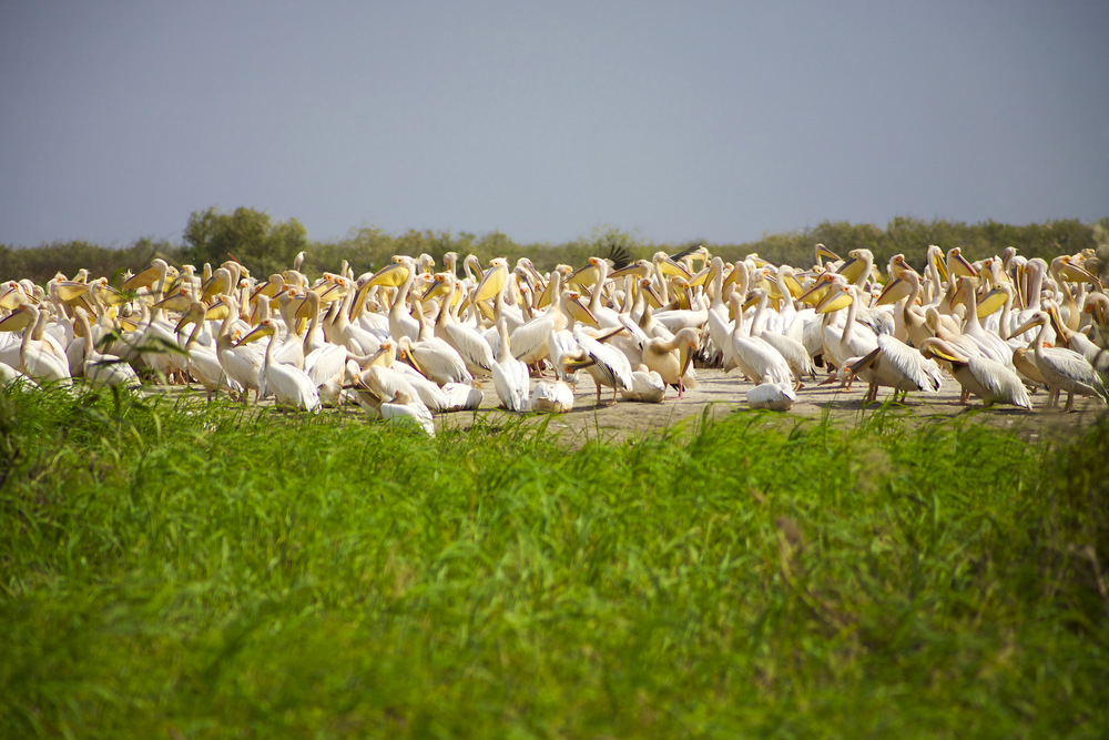 djoudj pelicans