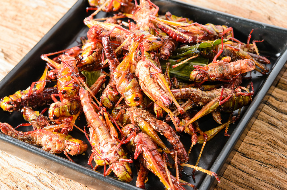 fried grasshoppers