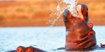 hippo water jump wide