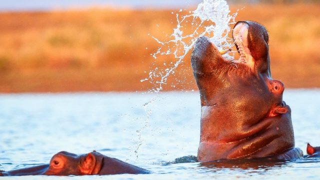 hippo water jump wide